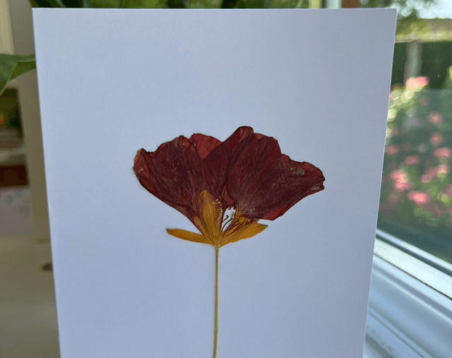 Nasturtium Greeting Cards