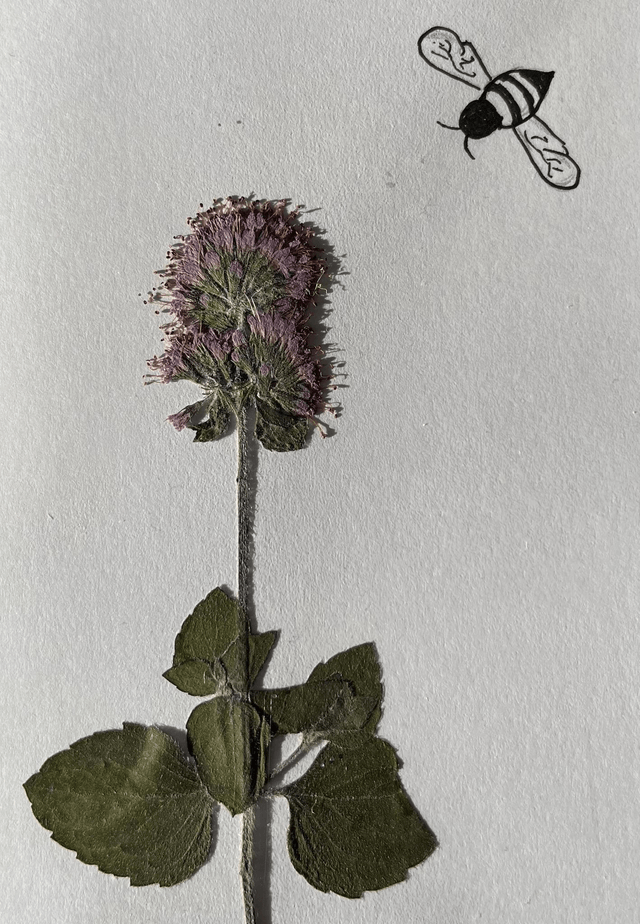 Wild Mint and Bee Greeting Card