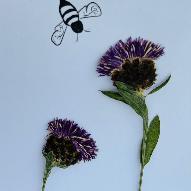 Knapweed and Bee Greeting Card