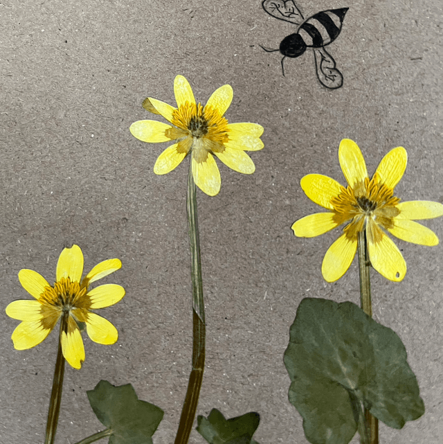 Happy Birthday - Celendine and Bee Card