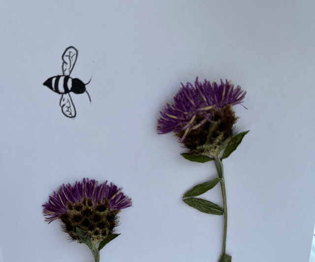 Knapweed and Bee Greeting Card