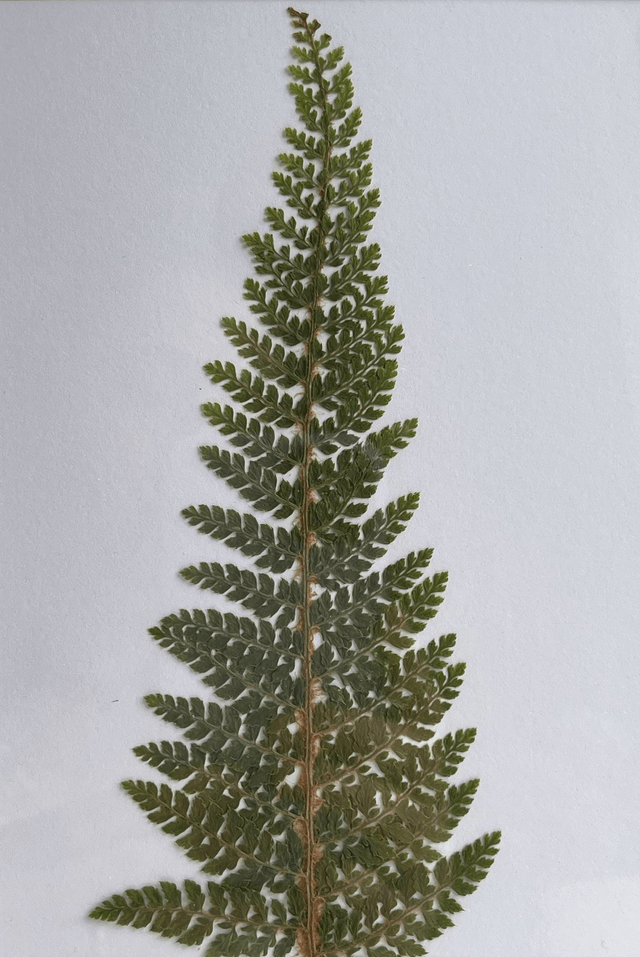 Fern 02