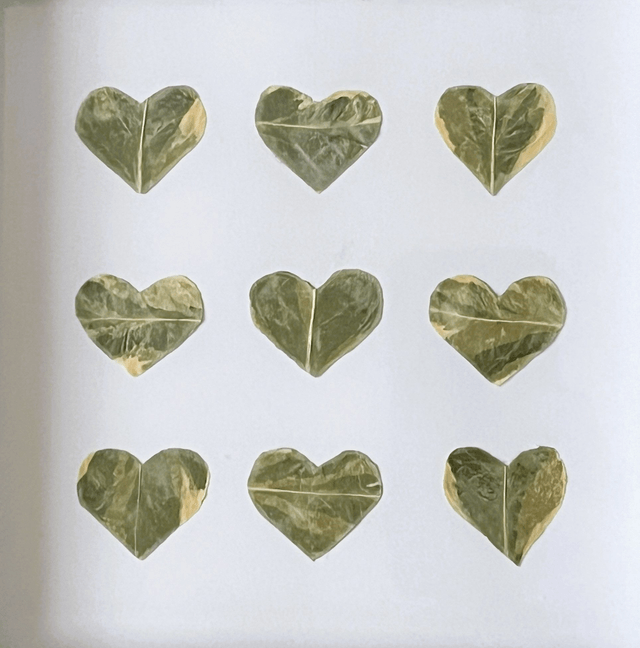 Euonymus Leaf Hearts