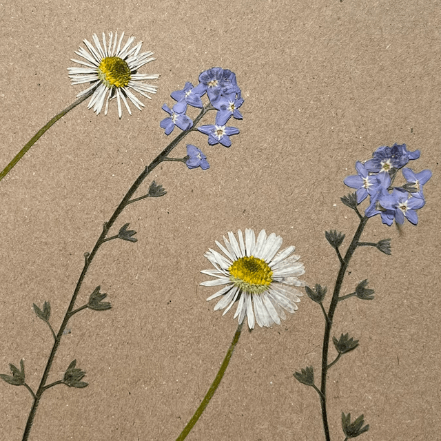Happy Birthday - Daisy and Forget-me-not card
