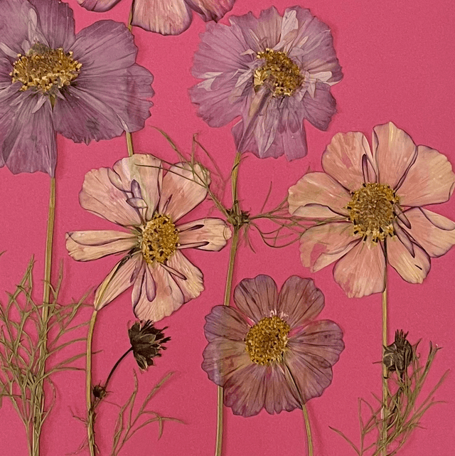 Cosmos and Butterfly 