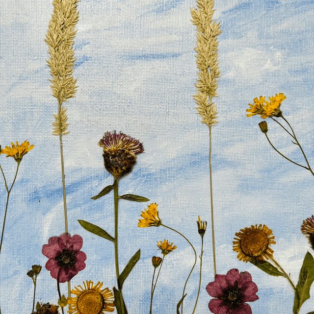 Meadow Sky