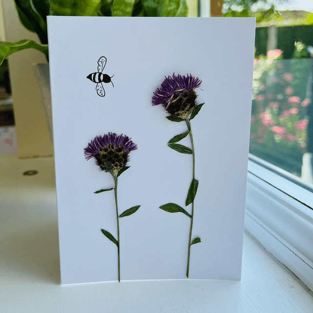 Knapweed and Bee Greeting Card