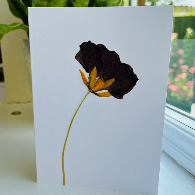 Nasturtium Greeting Cards