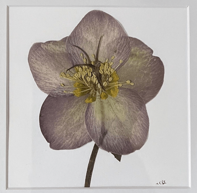 Hellebore