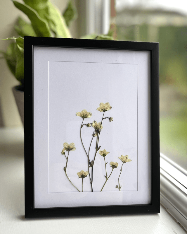 Saxifraga