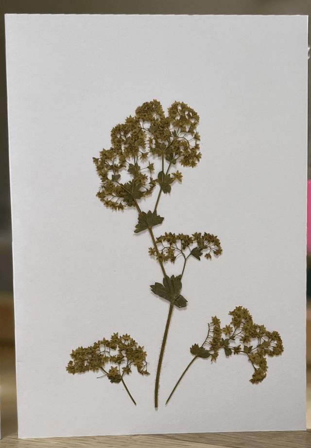 Alchemilla Mollis (Lady's Mantle) Greeting Card