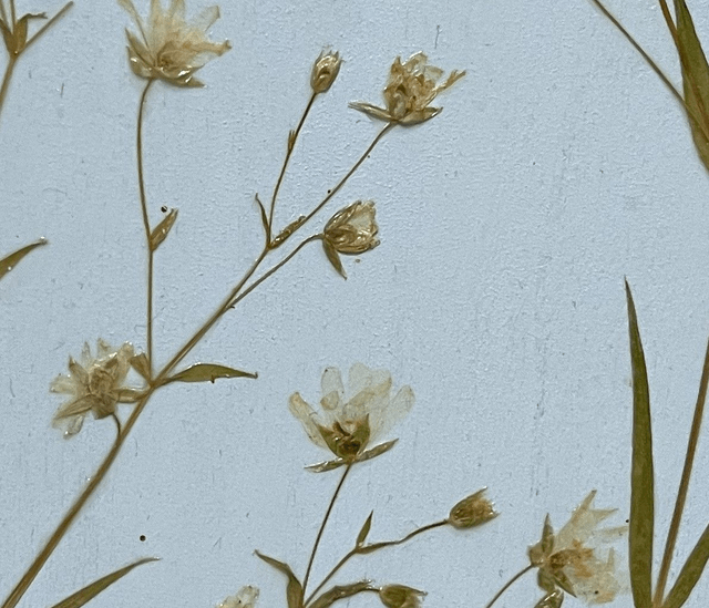 A Heart of Stitchwort