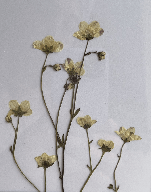 Saxifraga