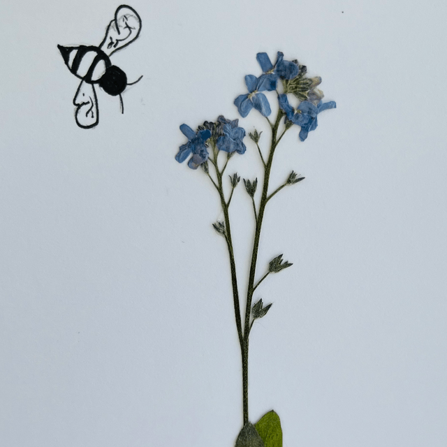 Forget-me-nots and Bee Greeting Card