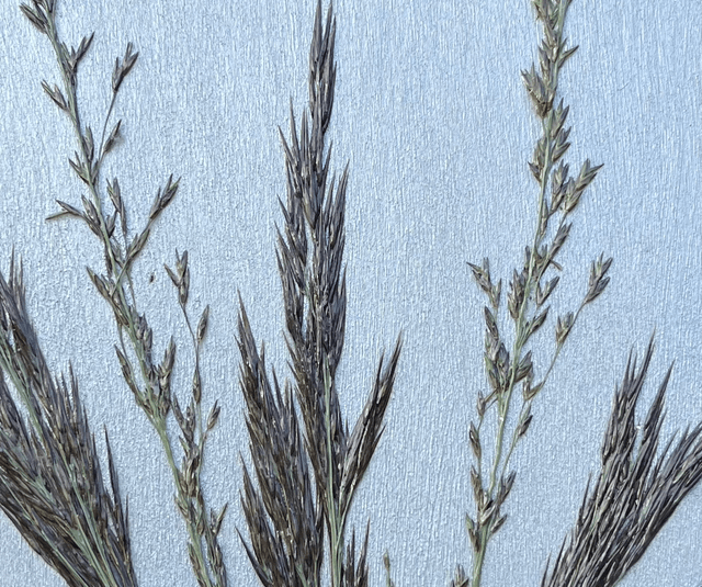A Heart of Grass 2 