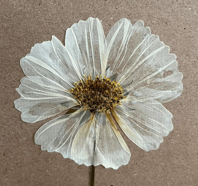 Happy Birthday - Cosmos card