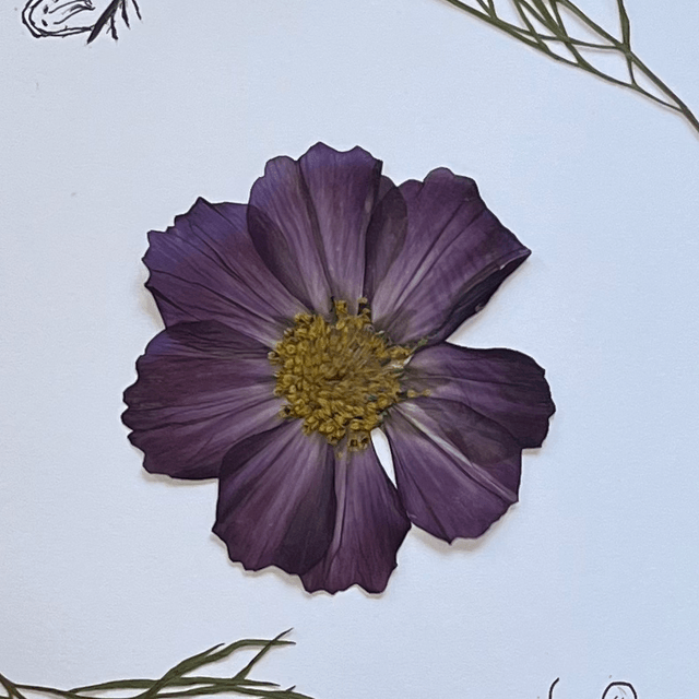 Cosmos 