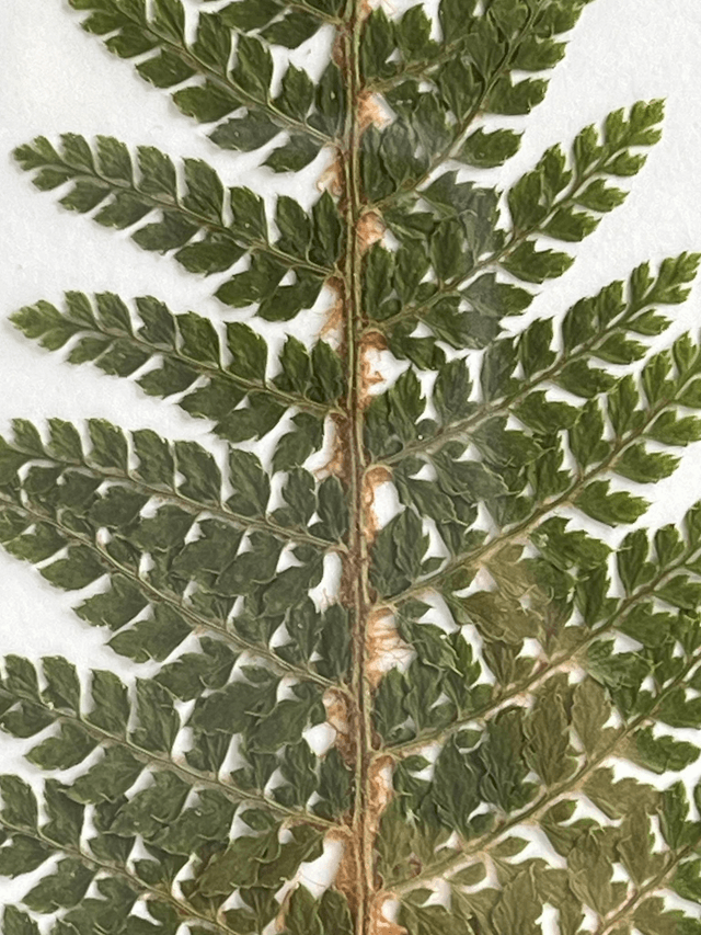 Fern 02