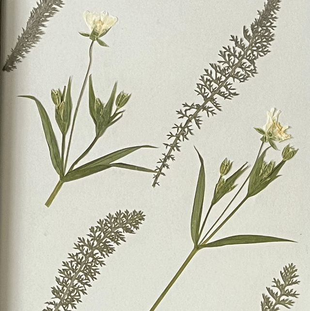 Greater Stitchwort and Yarrow Leaves