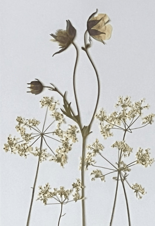 Geum and Cow Parsley