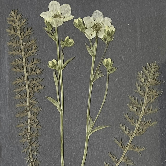 Saxifraga and Yarrow Leaves