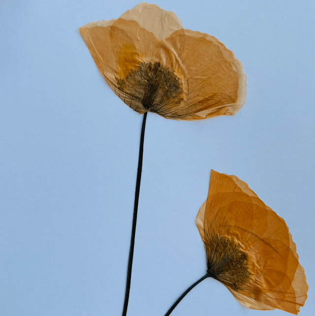 Poppies Greeting card