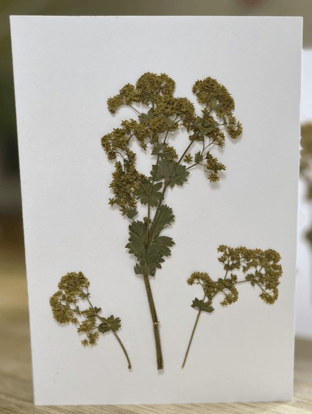 Alchemilla Mollis (Lady's Mantle) Greeting Card