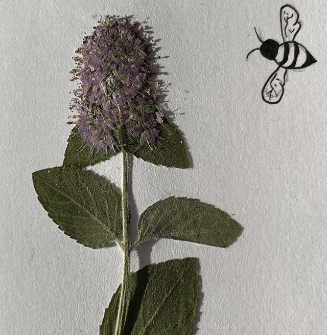 Wild Mint and Bee Greeting Card