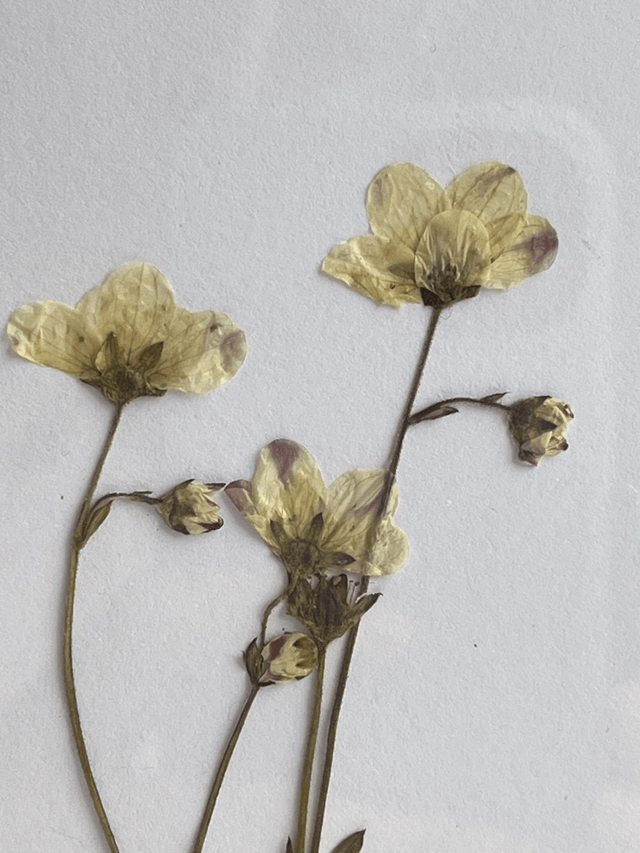 Saxifraga