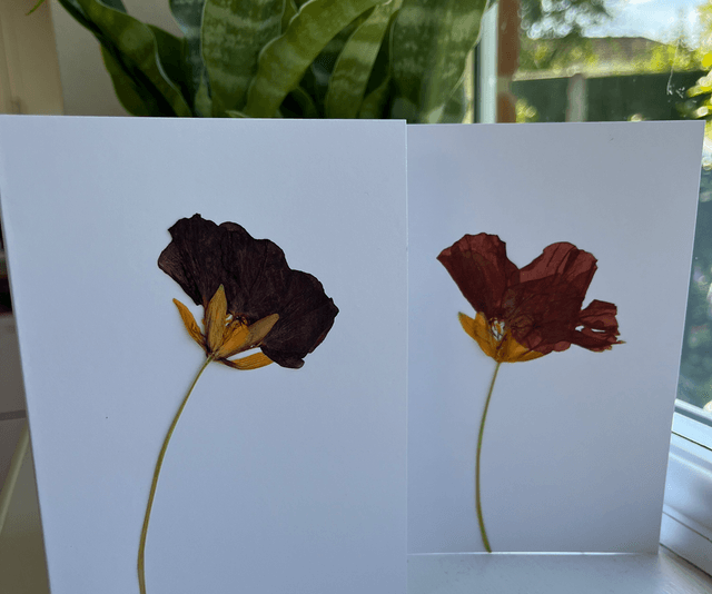 Nasturtium Greeting Cards