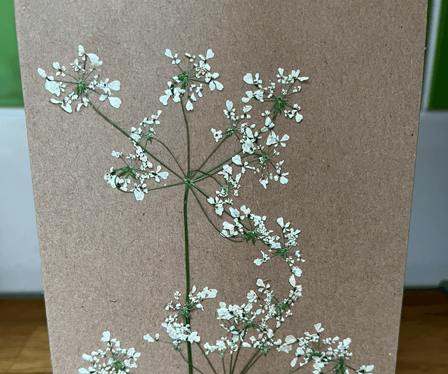 Cow parsley brown greeting card 