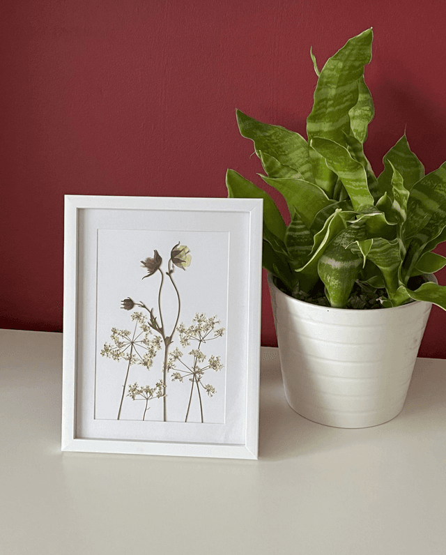Geum and Cow Parsley