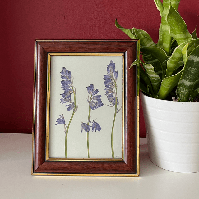 Spanish Bluebells 