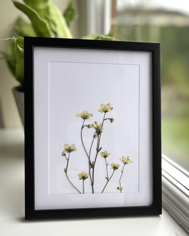 Saxifraga