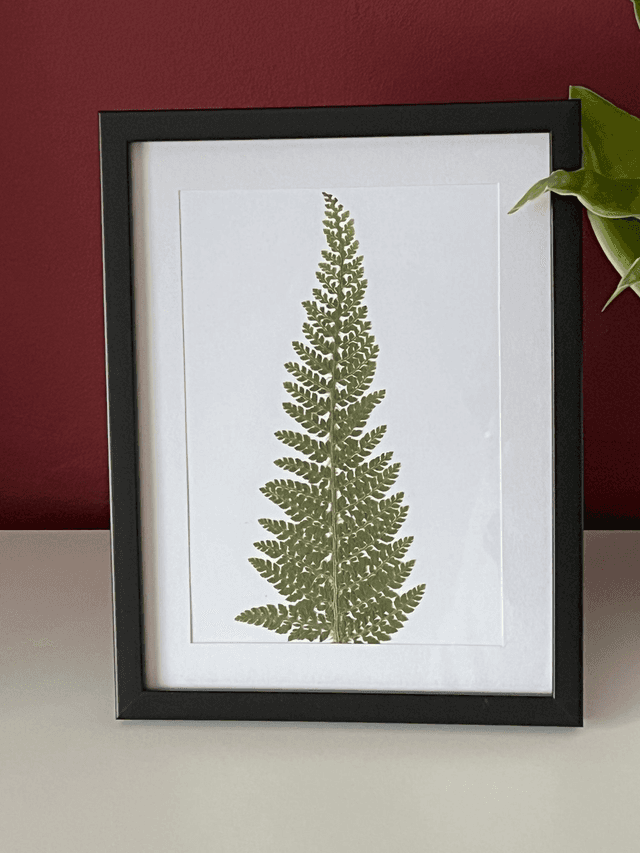 Fern 02