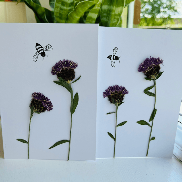Knapweed and Bee Greeting Card